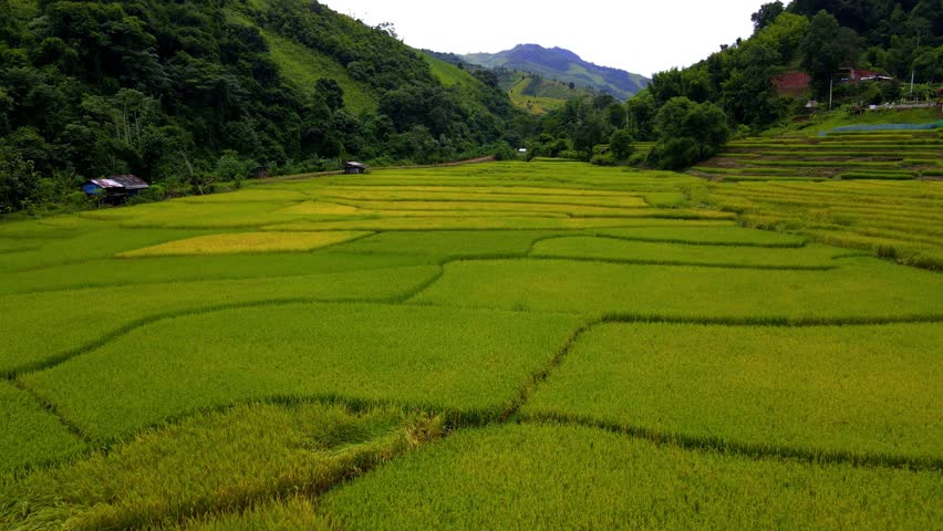 Paddy rice farmland in Northern Thailand, rice field terraces in North Thailand, Yellow green golden rice paddy field terraces at Sapan Bo Kluea Nan Thailand on a cloudy day Royalty-Free Stock Footage #1111551411