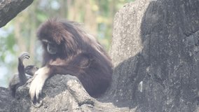 video of gibbon in the zoo
