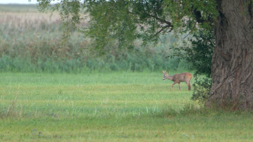 Wildlife - European Roe Deer in Super Slow Motion 4K 120fps | Shutterstock HD Video #1111554437