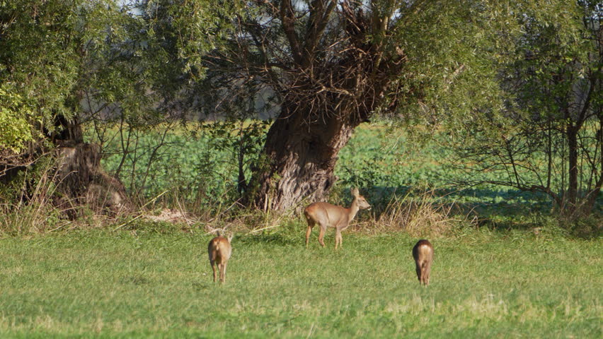 Wildlife - European Roe Deer in Super Slow Motion 4K 120fps | Shutterstock HD Video #1111554443