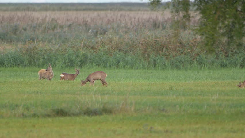 Wildlife - European Roe Deer in Super Slow Motion 4K 120fps | Shutterstock HD Video #1111554445