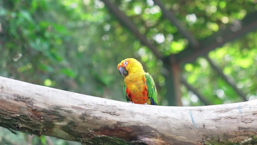 Exotic birds, colorful parrots in the modern poultry house of the zoo. Opportunity to watch birds in comfortable conditions. | Shutterstock HD Video #1111557183