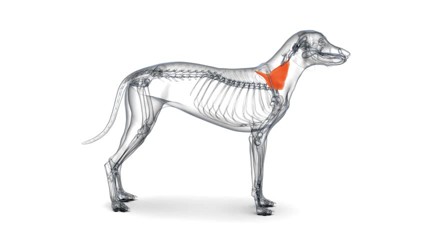 anatomy of dog longissimus cervicis muscle anatomy 3d animation