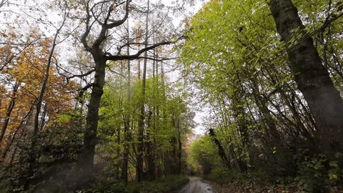 Autumn Drive A Kaleidoscope of Nature's Palette Adlı Stok Video