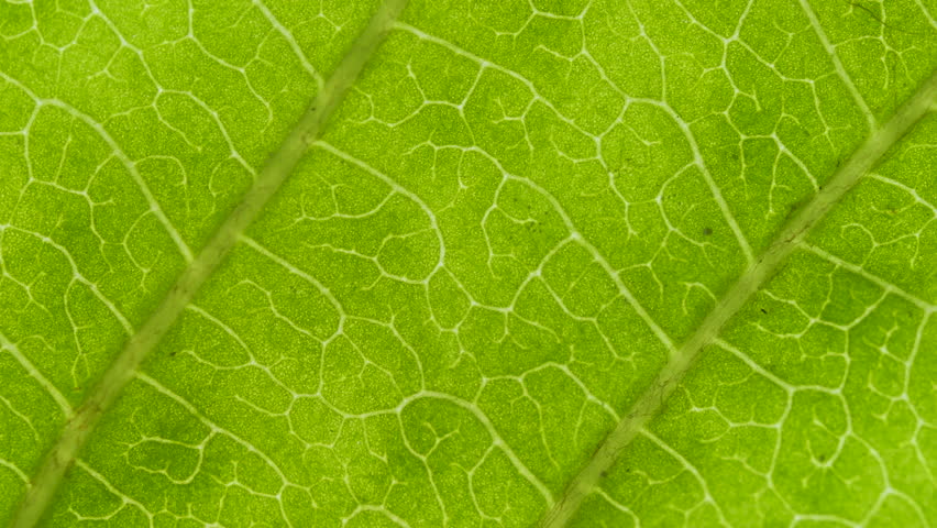 Cell Structure View of Leaf Surface Showing Plant Cells For Education. Green Leaves of Plant or Tree With Texture and Pattern Close Up. Closeup Green Leaf Texture Organic Plant and Leaf's Vein Nature. | Shutterstock HD Video #1111564103