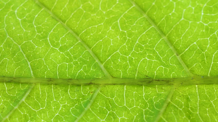 Cell Structure View of Leaf Surface Showing Plant Cells For Education. Green Leaves of Plant or Tree With Texture and Pattern Close Up. Closeup Green Leaf Texture Organic Plant and Leaf's Vein Nature. | Shutterstock HD Video #1111564149