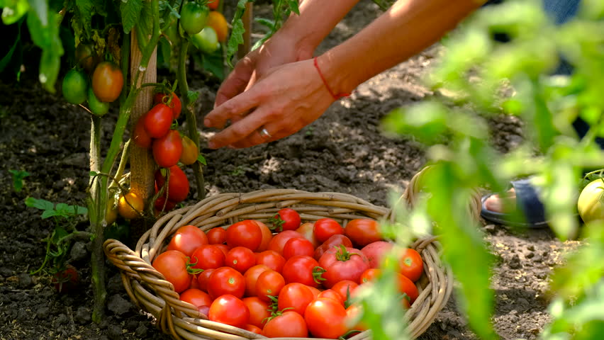A man farmer harvests tomatoes in the garden. Selective focus.