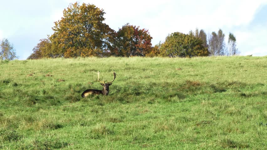 Fallow deer (Dama dama) buck with big horns eating lush green grass and sleeping on the field, slow motion, sunny autumn day, wildlife concept, distant handheld shot