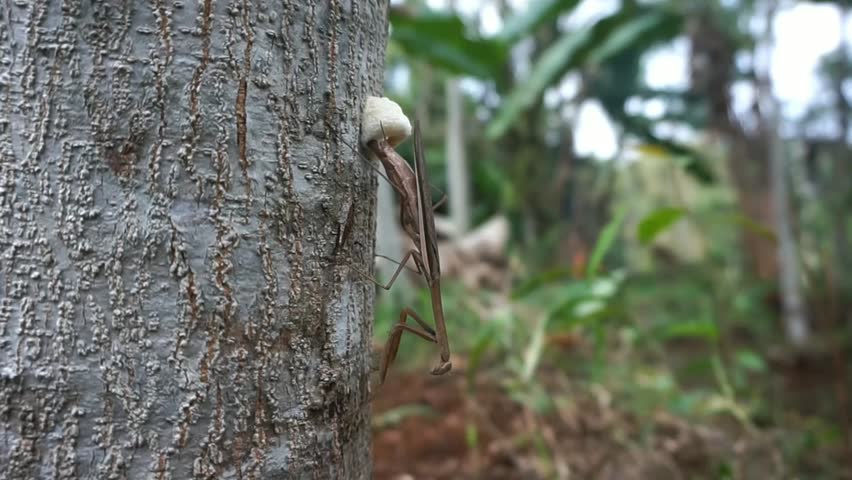 A brown praying mantis is laying eggs on a tree trunk