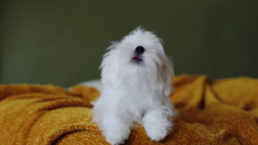 cute puppy of the Maltez breed plays, rests and licks his lips on the bed. Royalty-Free Stock Footage #1111569911