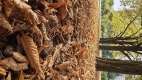 Vertical video - fallen orange leaves near trees in a city park in autumn. Romantic landscape. Concepts of nature, ecology, atmosphere of harmony, calm, inspiration, loneliness, sadness, sadness