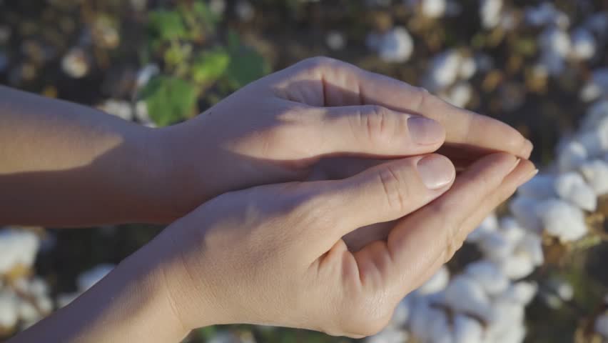 A woman with open palms demonstrates a boll of cotton picked by hand against the background of a cotton field.