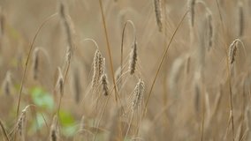 Slow motion video of golden rye spikelets swaying on gusts of wind. Ripe agricultural field in the evening