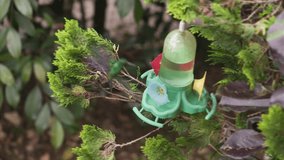 Hummingbird flying and drinking water at feeder video