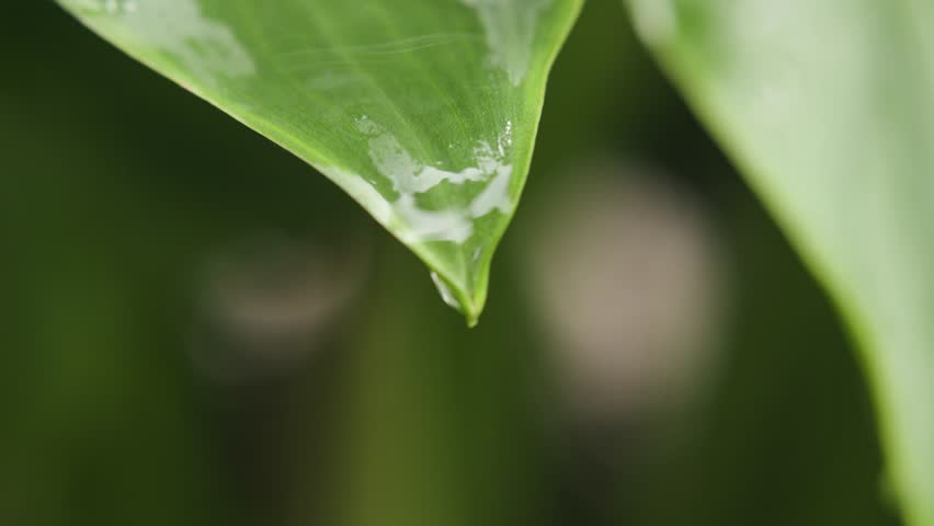 Drops of water falling from a green leaf in the rain