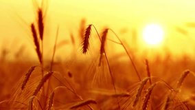 closeup wheat with morning sunrise natural through sunny environment forest travel view scene peak weather City downtown beautiful clouds Footage timelapse 4K HD