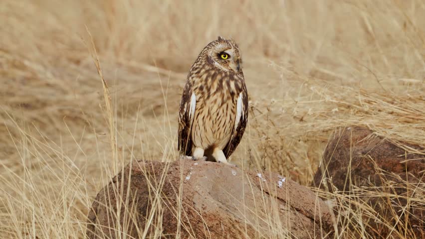 Short-eared owl (Asio flammeus) from grasslands. Royalty-Free Stock Footage #1111583621