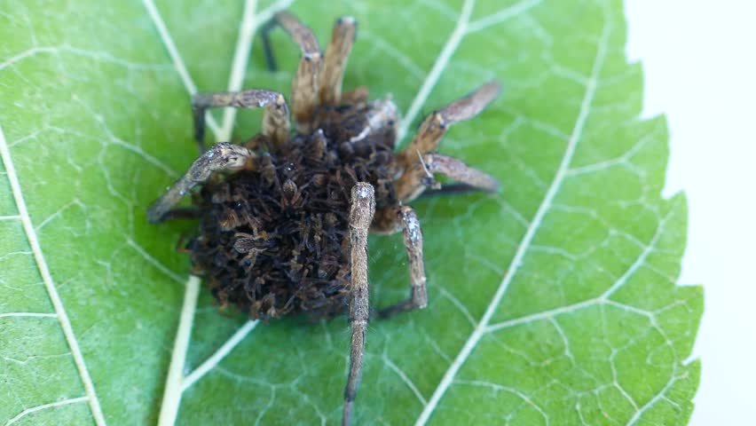 An unusual family. This female wolf spider (Pardosa sp.) carries and protects 50 of her children until they come of age, and then dies from exhaustion - parental care, procreation behaviour