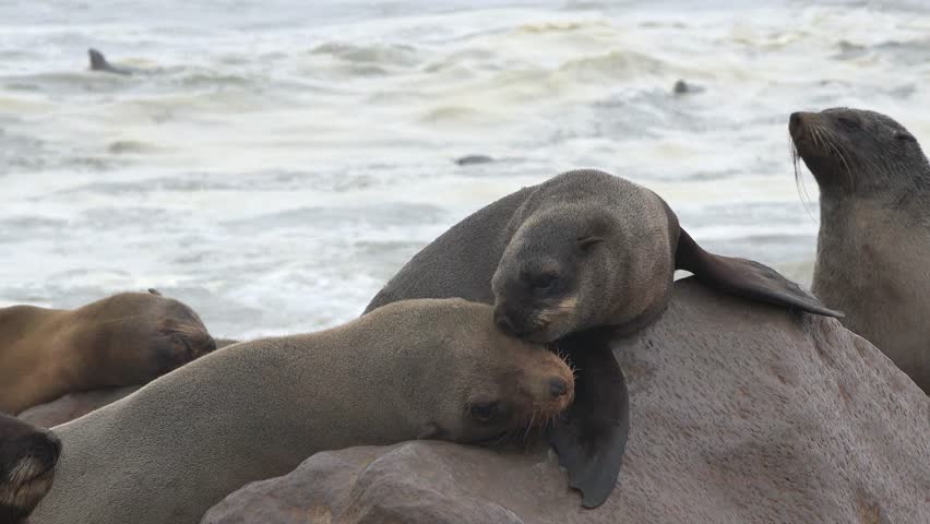 Fur seals colony. Atlantic ocean coast. Wildlife. Animals on the beach.