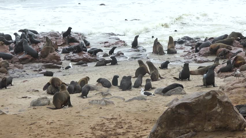 Fur seals colony. Atlantic ocean coast. Wildlife. Animals on the beach.