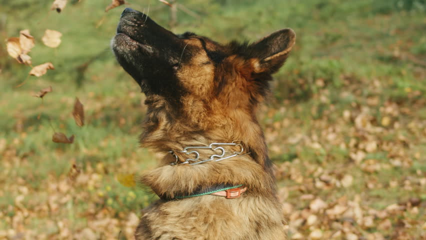 Maple leaves falling down on German shepherd dog in the park close-up. Seasons changing. Autumn mood. Purebred dog. Pet walking in forest.Nature outdoor. Royalty-Free Stock Footage #1111593051