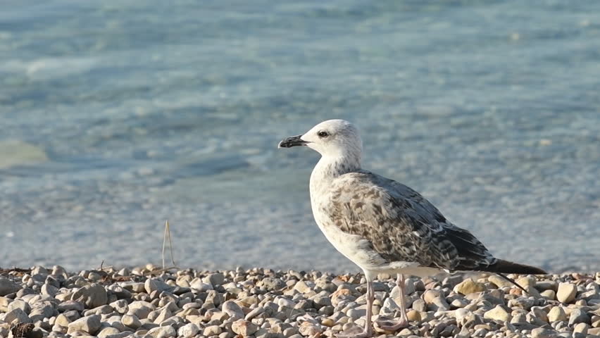 Seagull on sea shoreline, slow motion footage | Shutterstock HD Video #1111594289