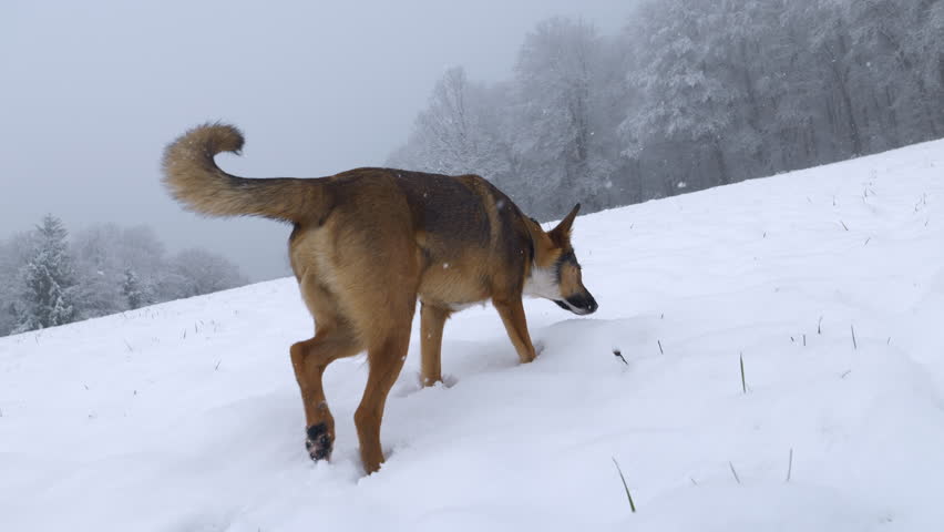 CLOSE UP: Dog explores tracks in fresh snow on a white meadow by the forest. Curious shepherd dog is exploring around freshly snowed countryside. Cute brown doggo on a winter walk during snowfall. | Shutterstock HD Video #1111594845