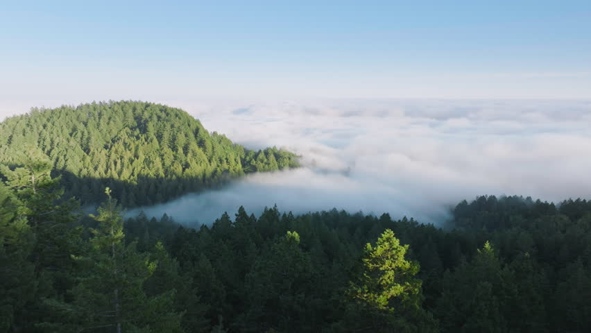 Drone flying over green fir mountains surrounded fog clouds, San Francisco Bay area, California, West coast, USA. Aerial view of morning mist covered forest trees. Summer foggy landscape, 4k footage