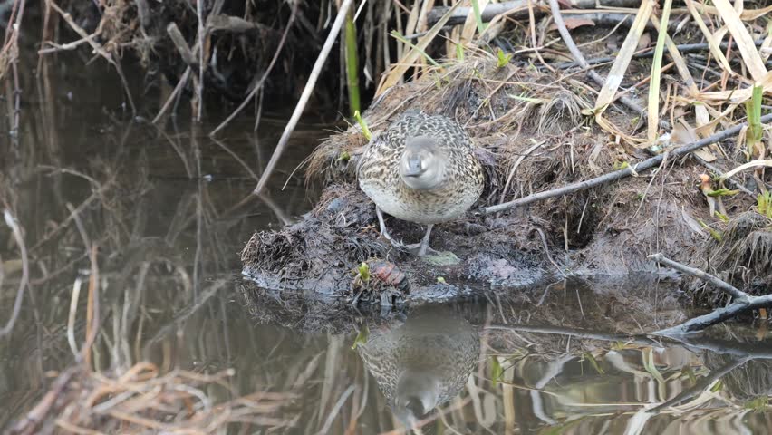 Green-winged teal, Anas carolinensis, single female on water, British Columbia, Canada, December 2022