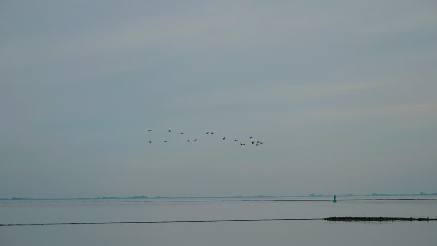 Flock of wild ducks fly over the sea in cloudy weather. Migratory birds fly in formation