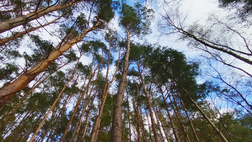 Looking up into a pine forest with treetops swaying in the wind under a partly cloudy sky. Static shot.