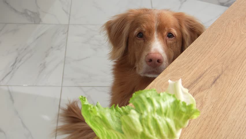 Dog Nova Scotia Tolling Retriever steals a lettuce leaf from the table. Royalty-Free Stock Footage #1111600917