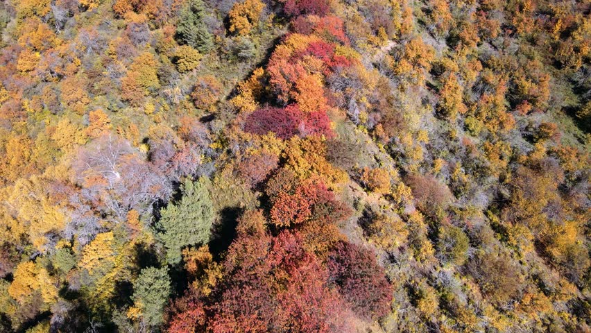 Trees with beautiful colorful leaves on the trees. Autumn time. View from a drone