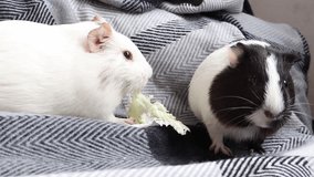 Two cute guinea pigs sit on a blanket and eat vegetables. 4k video.	
