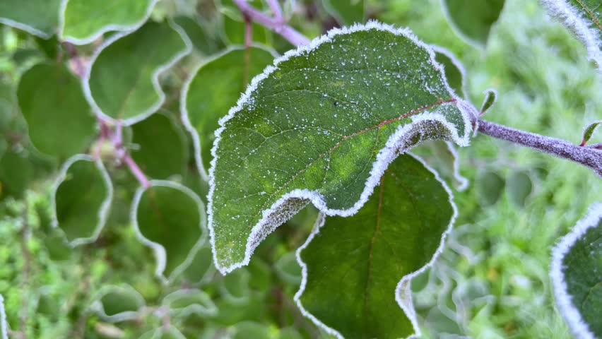 Appletree leaves freeze under white snow in spring.