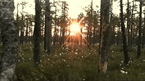 Handheld Vhs Vintage Film, VHS-C sunshine coming through birch trees, sunrise colors 8mm analog film. 1980'S Vhs Home Video, 1990 Archival Vhs. Retro VHS footage, Scan from vintage VHS-C Betacam