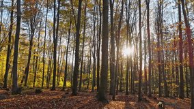 Nature's awakening at dawn; a walk through the forest illuminated by the light of sunrise on autumn leaves. - Powered by Shutterstock - Get 15% off with code: PIKWIZARD15