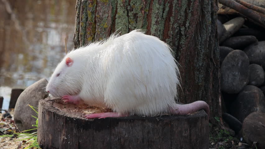 white nutria sits on the wooden stump and then goes down.