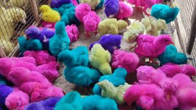 Cute Colorful Chicks Video, Cute Rainbow Chickens