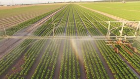 UHD / 4K Aerial video of watering a salad field in summer in germany