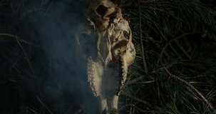 mystical video of a skull with deer antlers on a dark background in smoke
