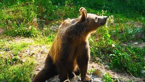 Stunning HD Close-Up footage of a brown bear filmed in the nature – Europe, Slovenia. The wild bear strolls around and looks for food. Video captured in summer during sunny day.