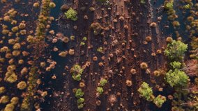 Birds eye view drone shot captures lake, plant texture during golden hour