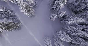 Aerial - Flying above the snow capped spruce forest at Velika Planina, Slovenia