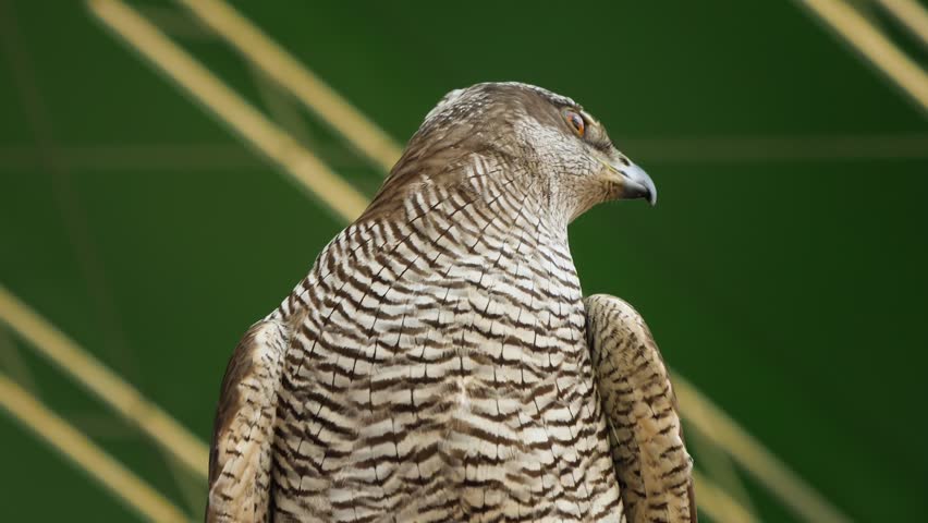 Close up front view video of a peregrine falcon looking at the camera. Blurred background