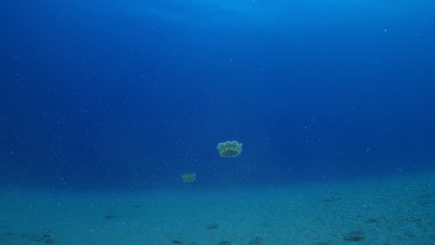 Cassiopea andromeda jellyfish underwater swim mediterranean sea Royalty-Free Stock Footage #1111633505