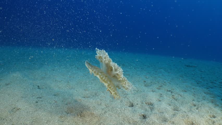 Cassiopea andromeda jellyfish underwater swim mediterranean sea Royalty-Free Stock Footage #1111633519