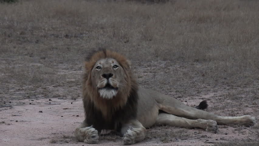 A male lion roaring over and over.