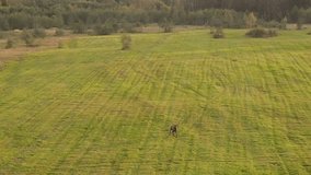European red deer, view from above against the backdrop of beautiful nature in early autumn, trees and shrubs with colorful leaves, fields with withered vegetation and mowed meadows. Unique video