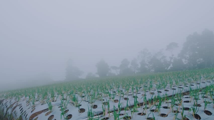 View of agricultural land in the highlands covered in fog